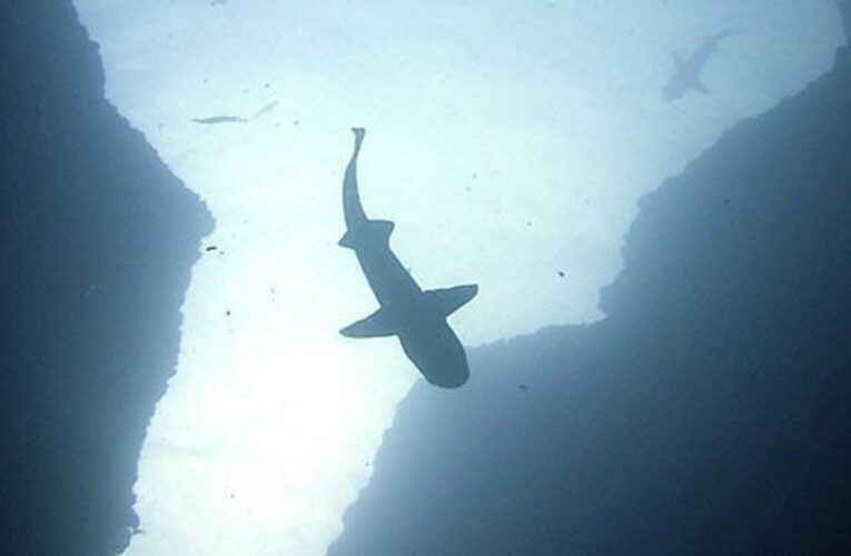 Tiburones con sensores ayudan a mejorar pronósticos climáticos de áreas lejanas del mar