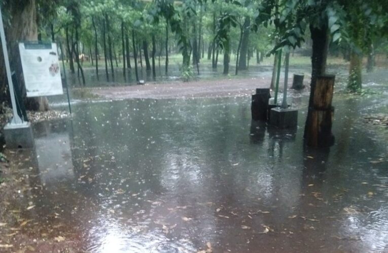 Semarnat confirma fecha de reapertura del Parque Viveros de Coyoacán